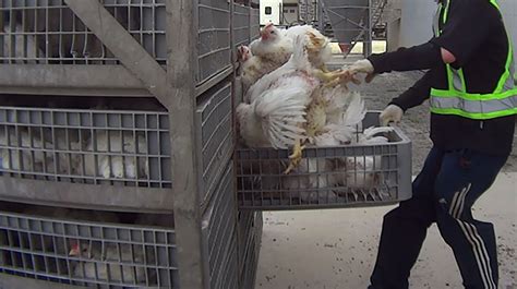 How Are Farm Animals Treated In Canada